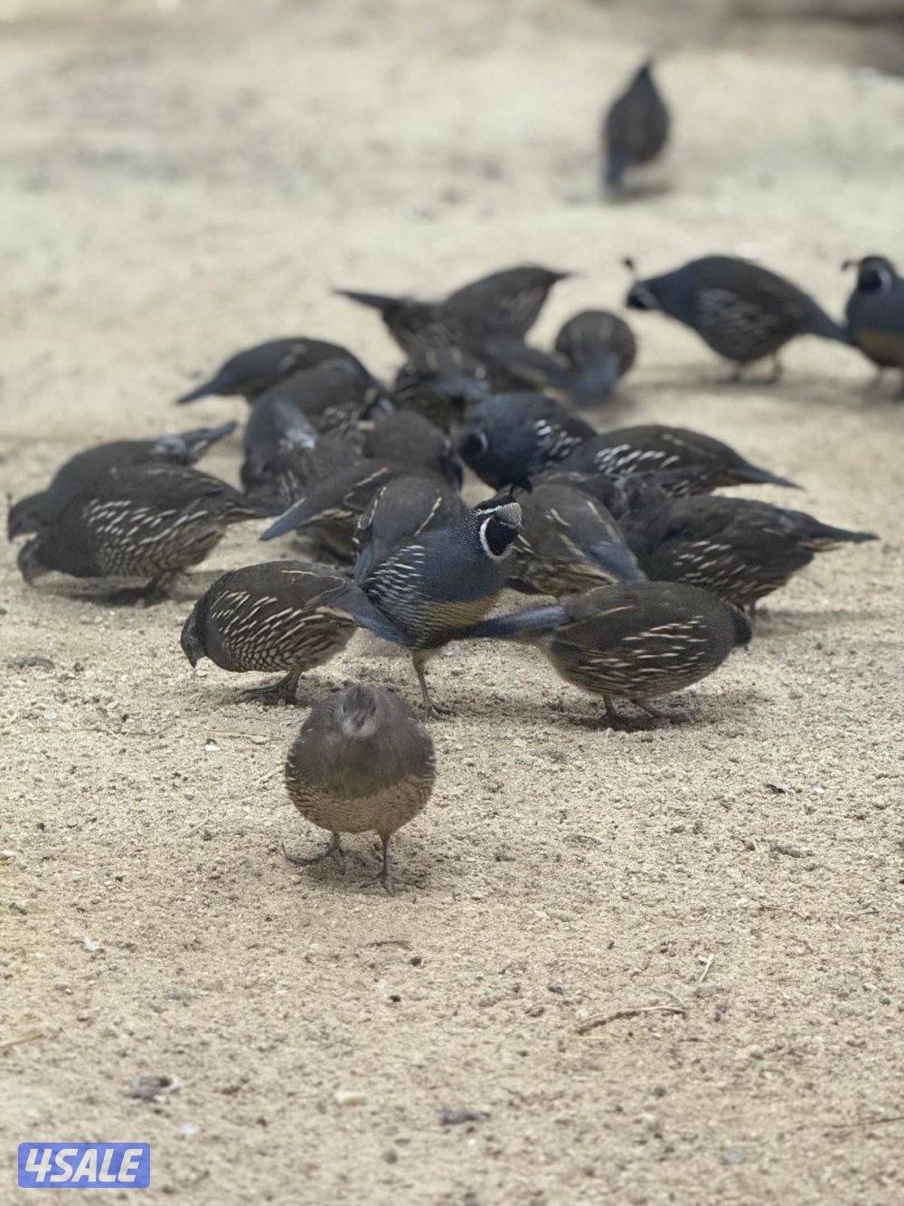 للبيع كليفورنيا3