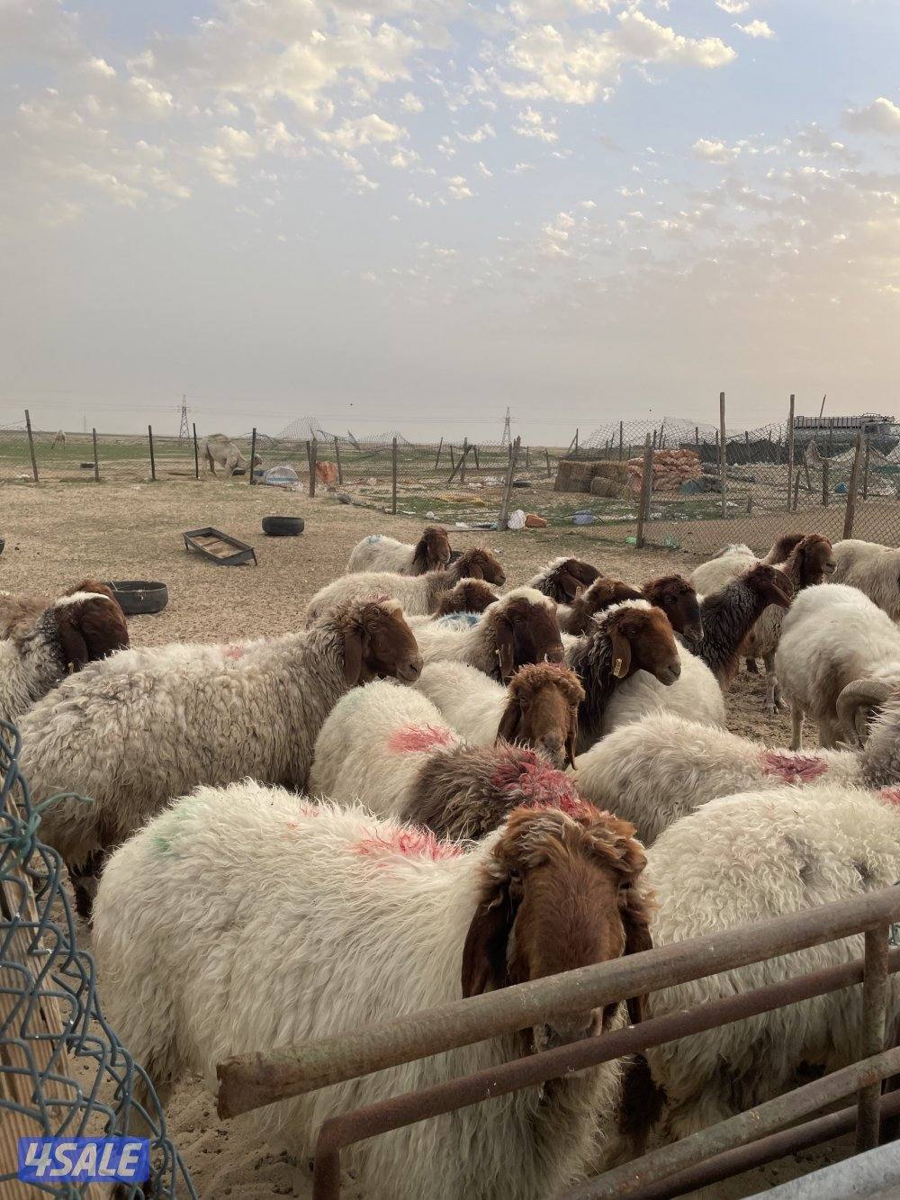 للبيع غنم شرط السونار0