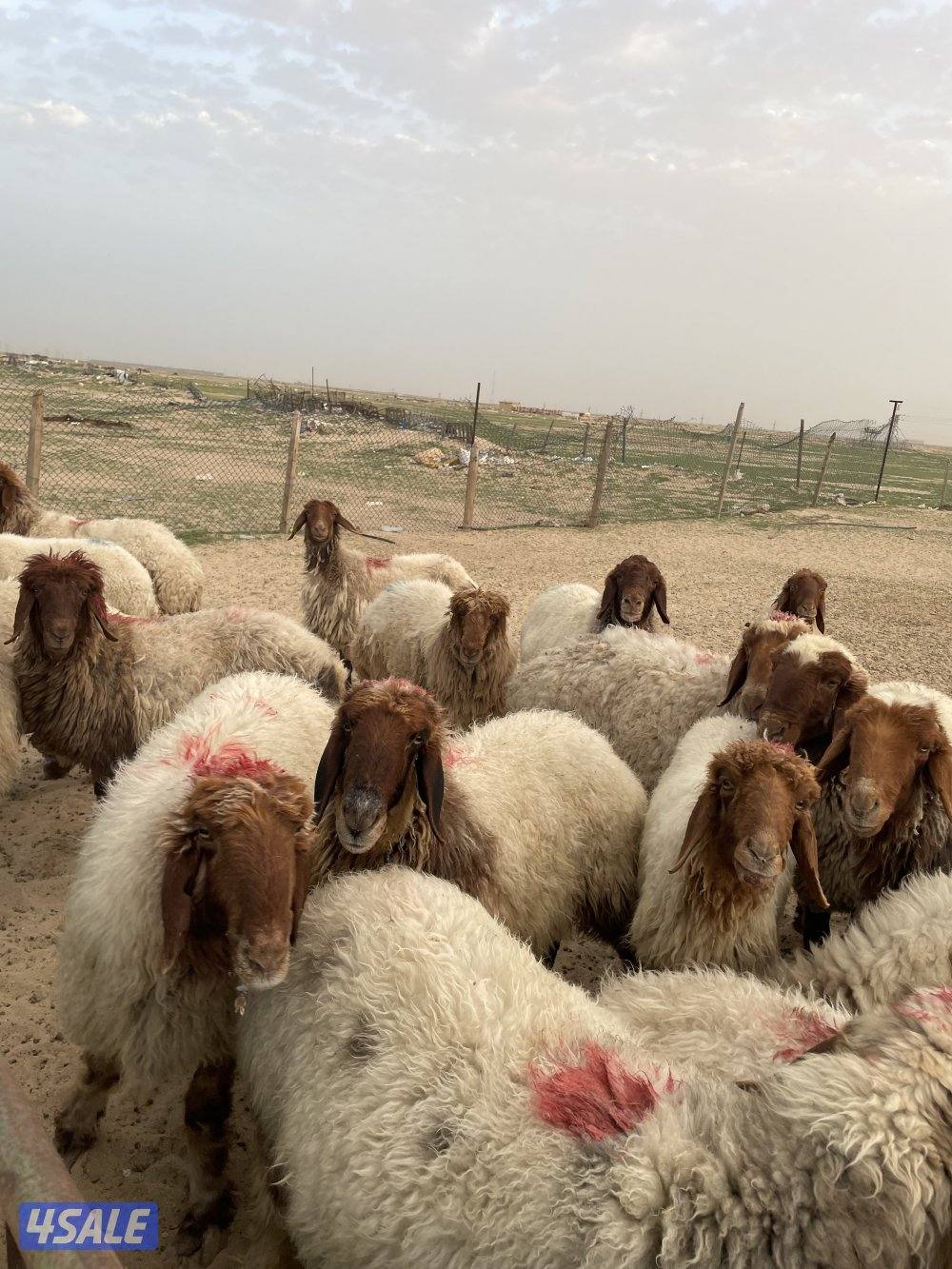 للبيع غنم شرط السونار1