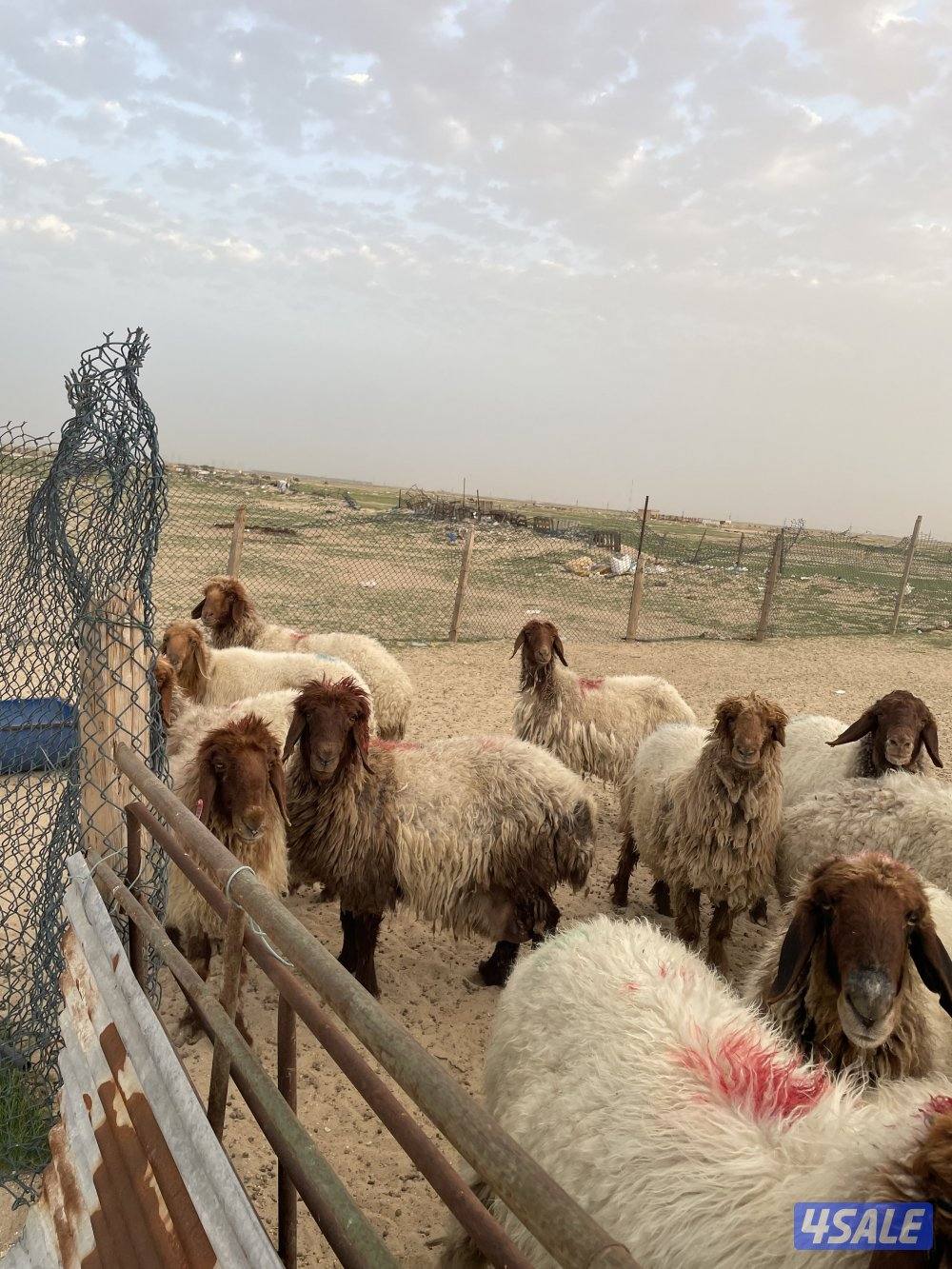 للبيع غنم شرط السونار2