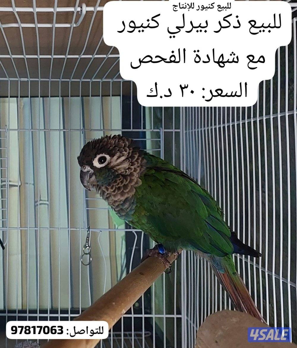 للبيع فروخ لوف بيرد وفروخ كروان وذكر كنيور وحشي للإنتاج0