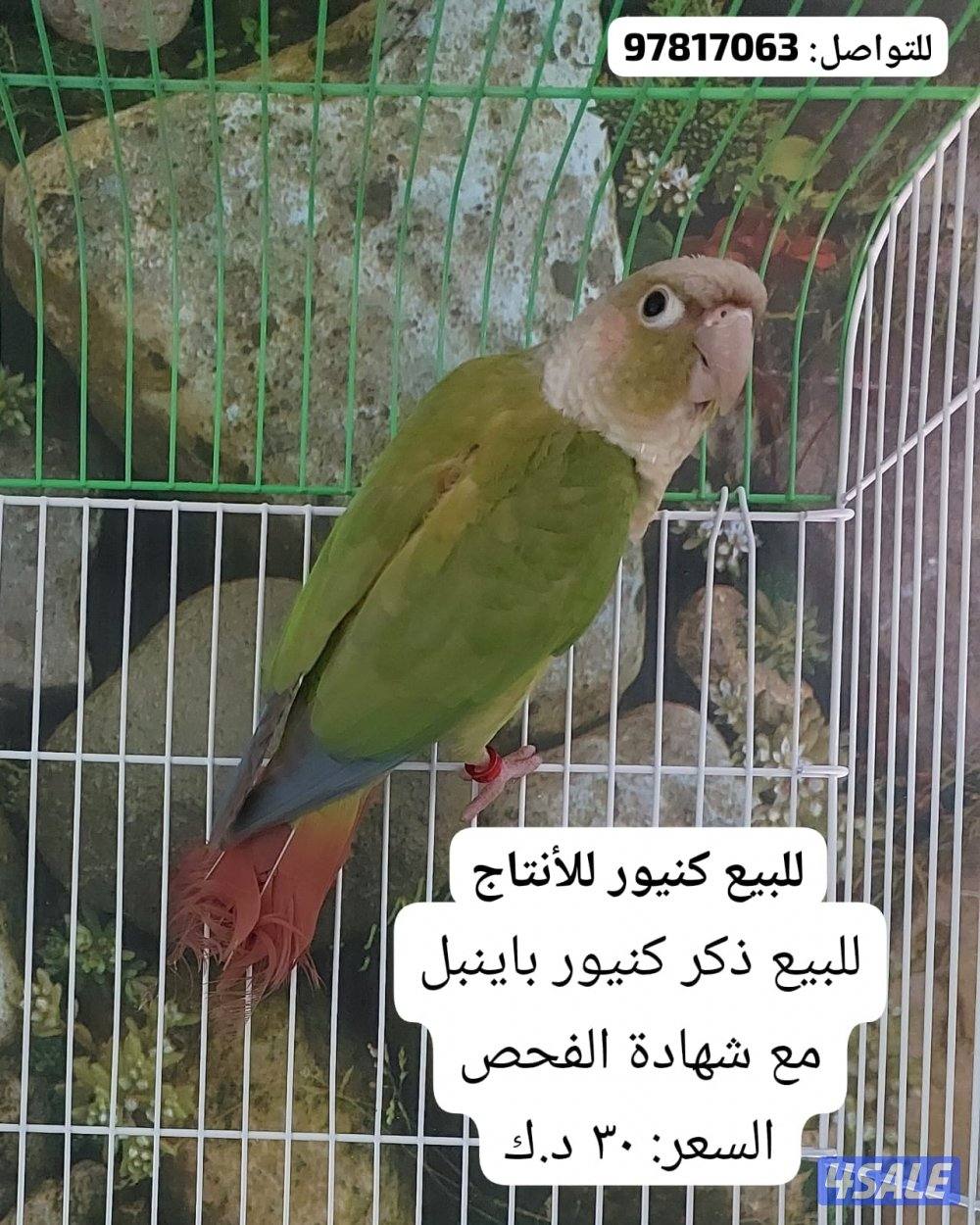 للبيع فروخ لوف بيرد وفروخ كروان وذكر كنيور وحشي للإنتاج1