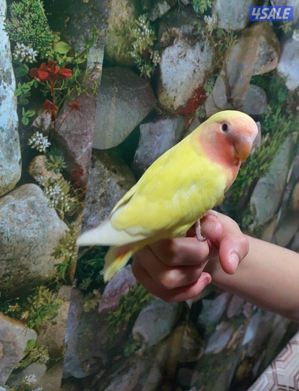 للبيع فروخ لوف بيرد وفروخ كروان وذكر كنيور وحشي للإنتاج2