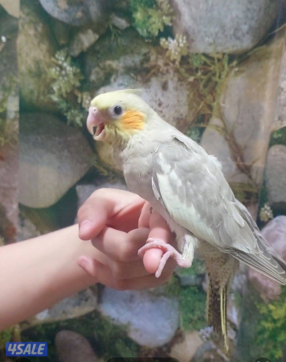 للبيع فروخ لوف بيرد وفروخ كروان وذكر كنيور وحشي للإنتاج5