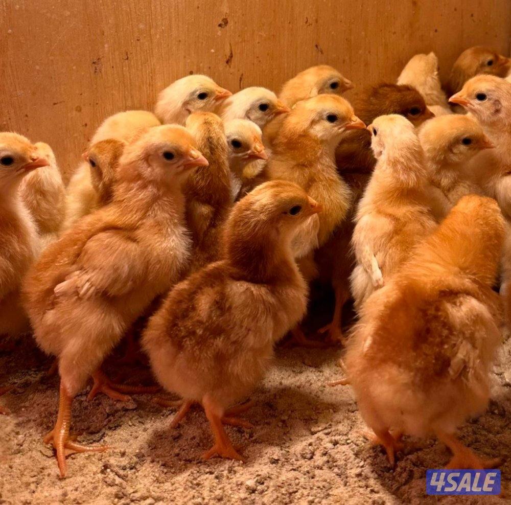 فروخ دجاج لوهمان دم صافي من عمر ٣ اسابيع الى شهرين0