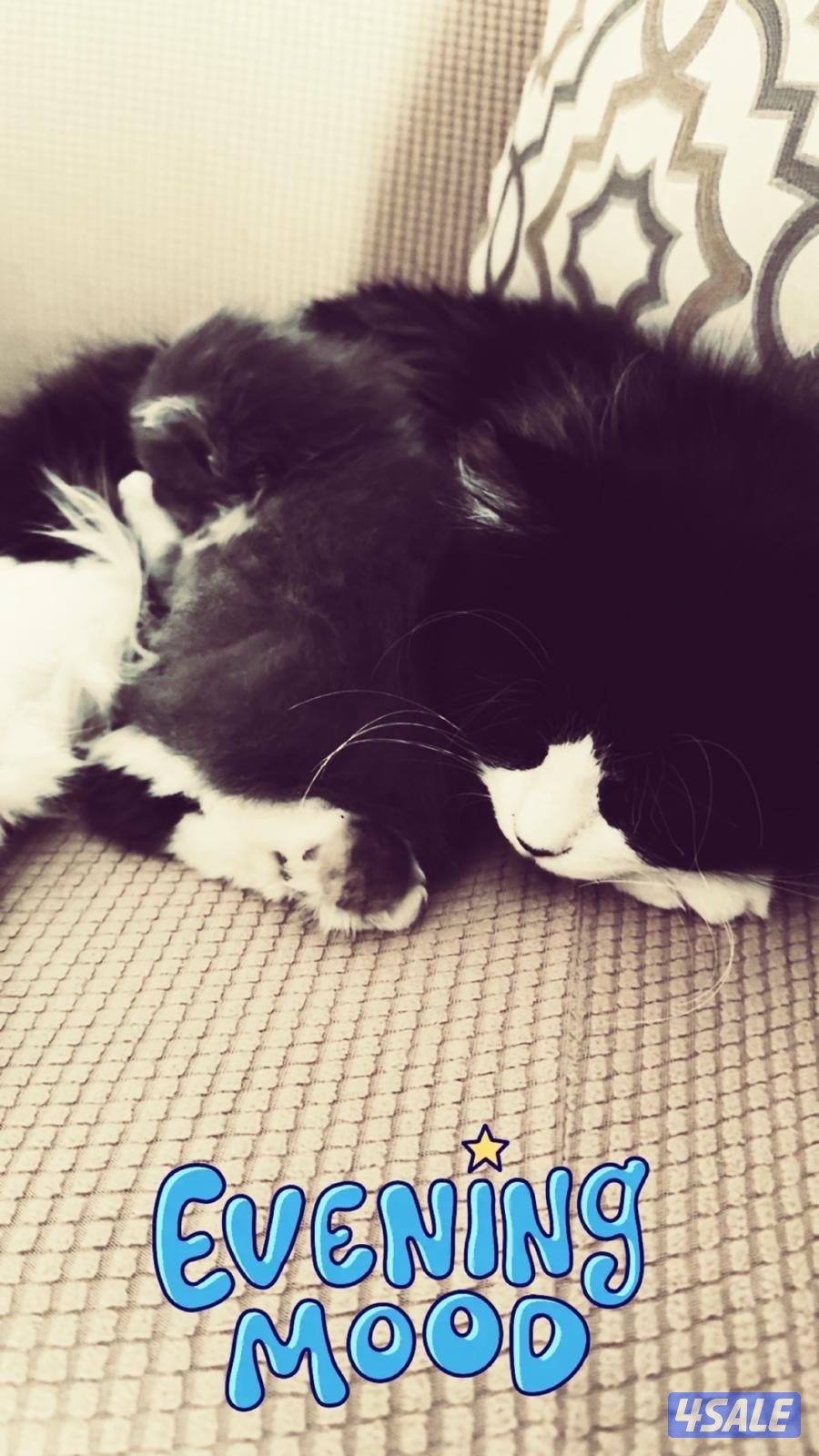 قطاوة للتبني ذكور عمرهم ٦ اشهر0