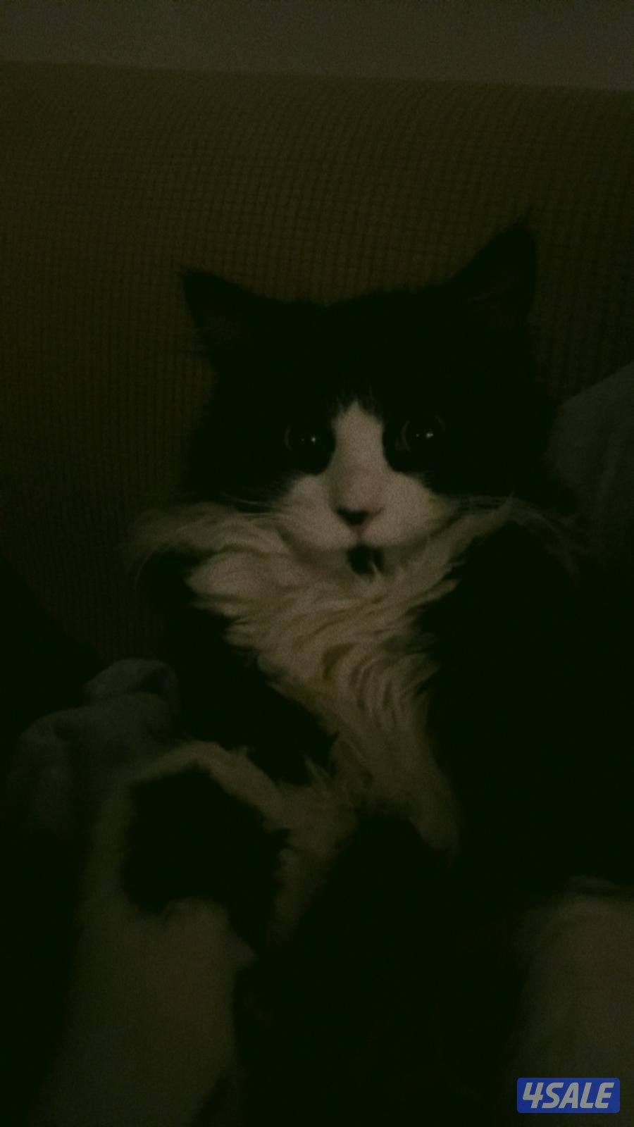 قطاوة للتبني ذكور عمرهم ٦ اشهر1