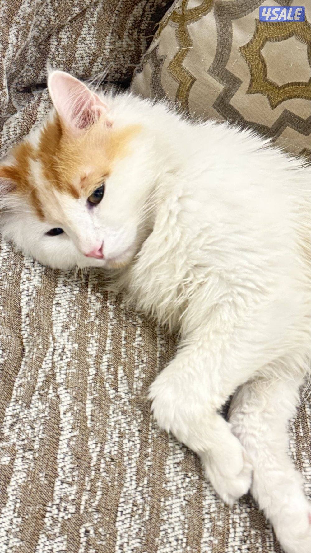 قطاوة للتبني ذكور عمرهم ٦ اشهر3