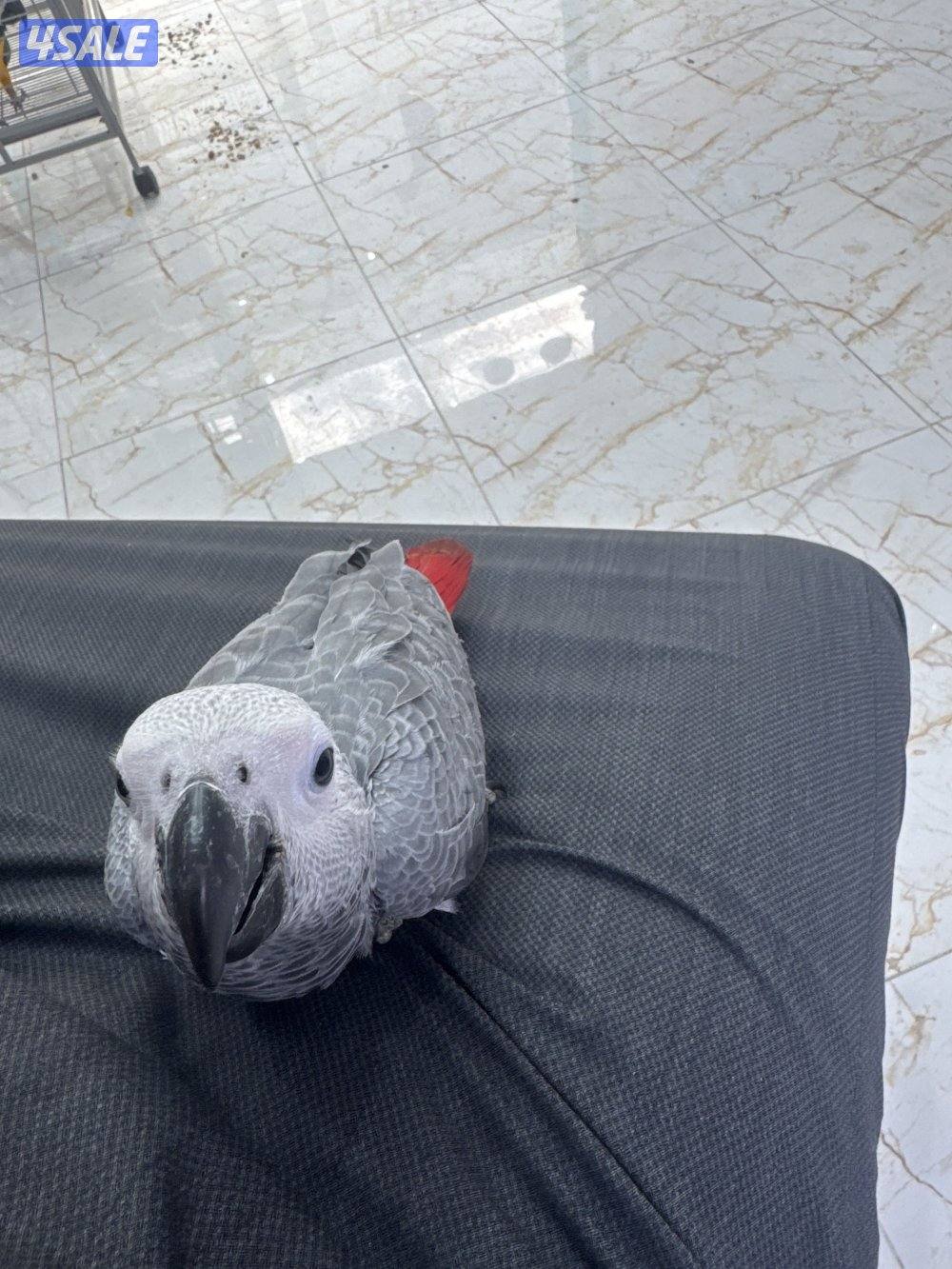 كاسكو نهاية عس1