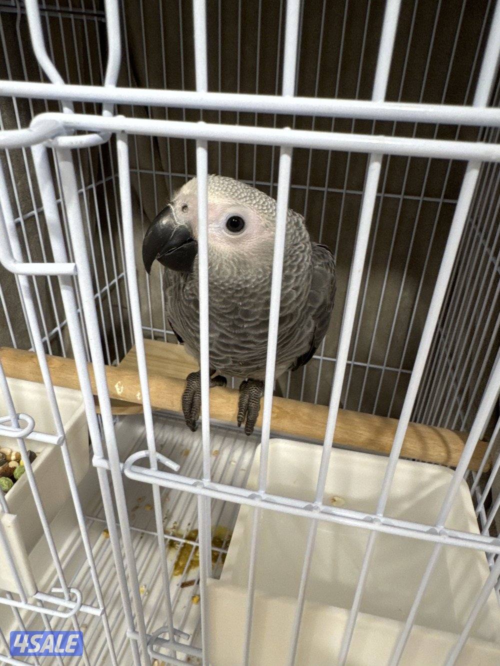 كاسكو نهاية عس2