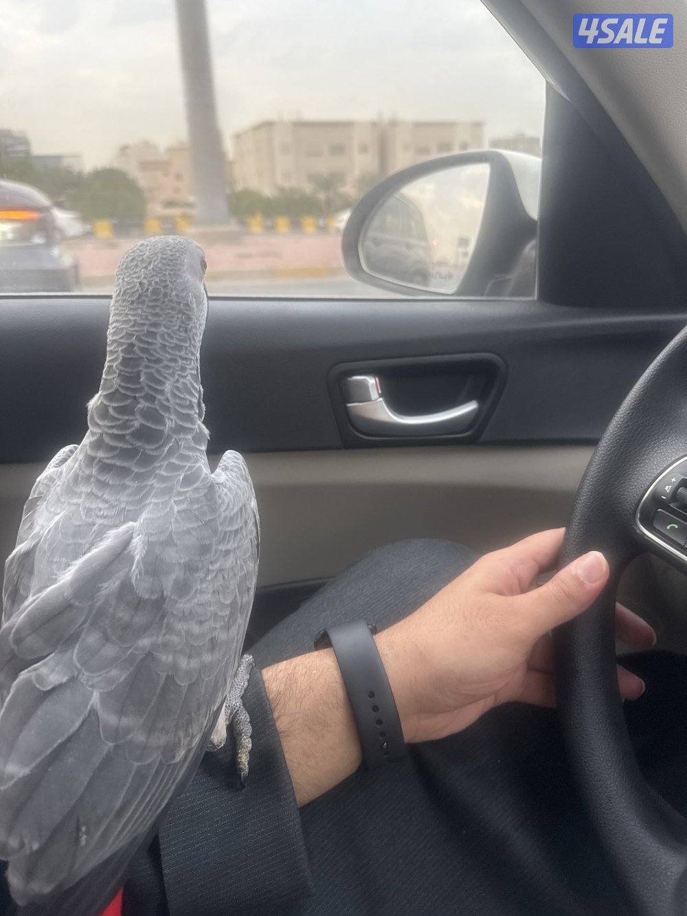 كاسكو نهاية عس3