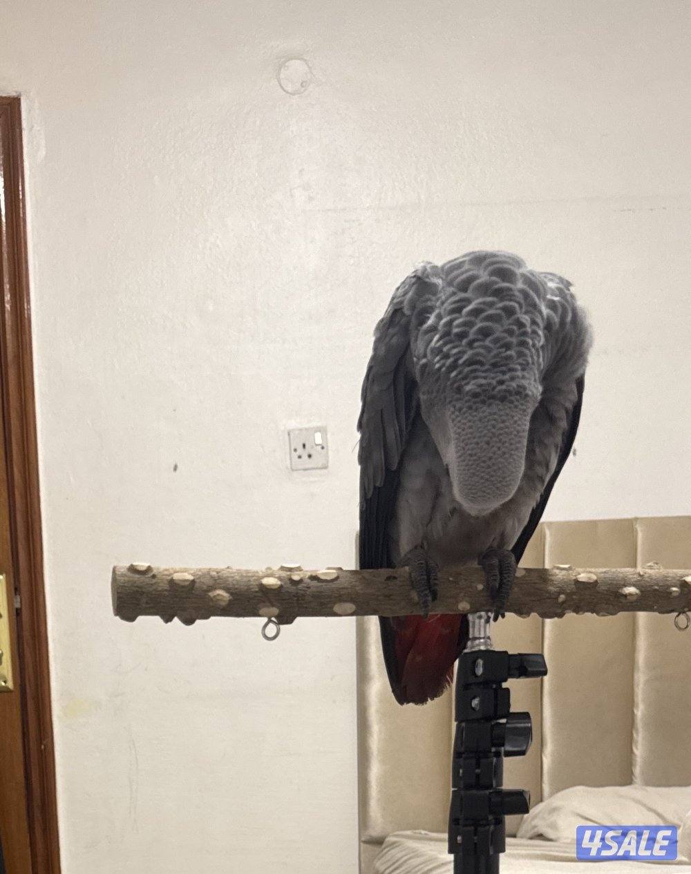 كاسكو نهاية عس5