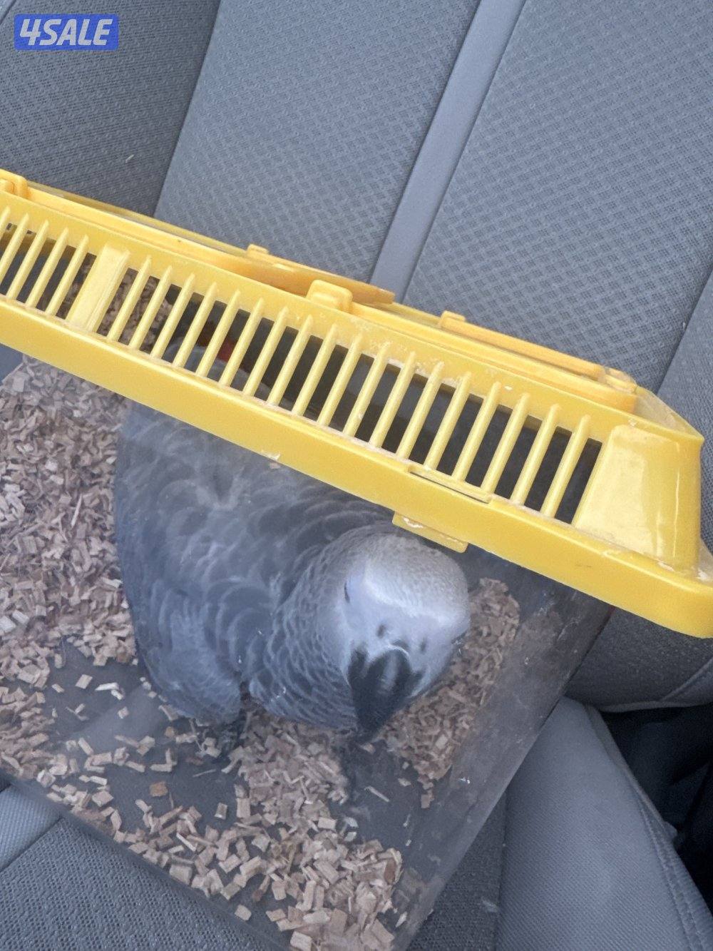 كاسكو نهاية عس7