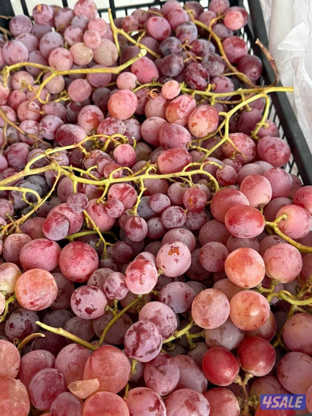 ابحث عن عمل في مجال الخضار والفواكة0