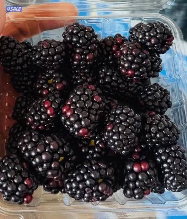 ابحث عن عمل في مجال الخضار والفواكة2