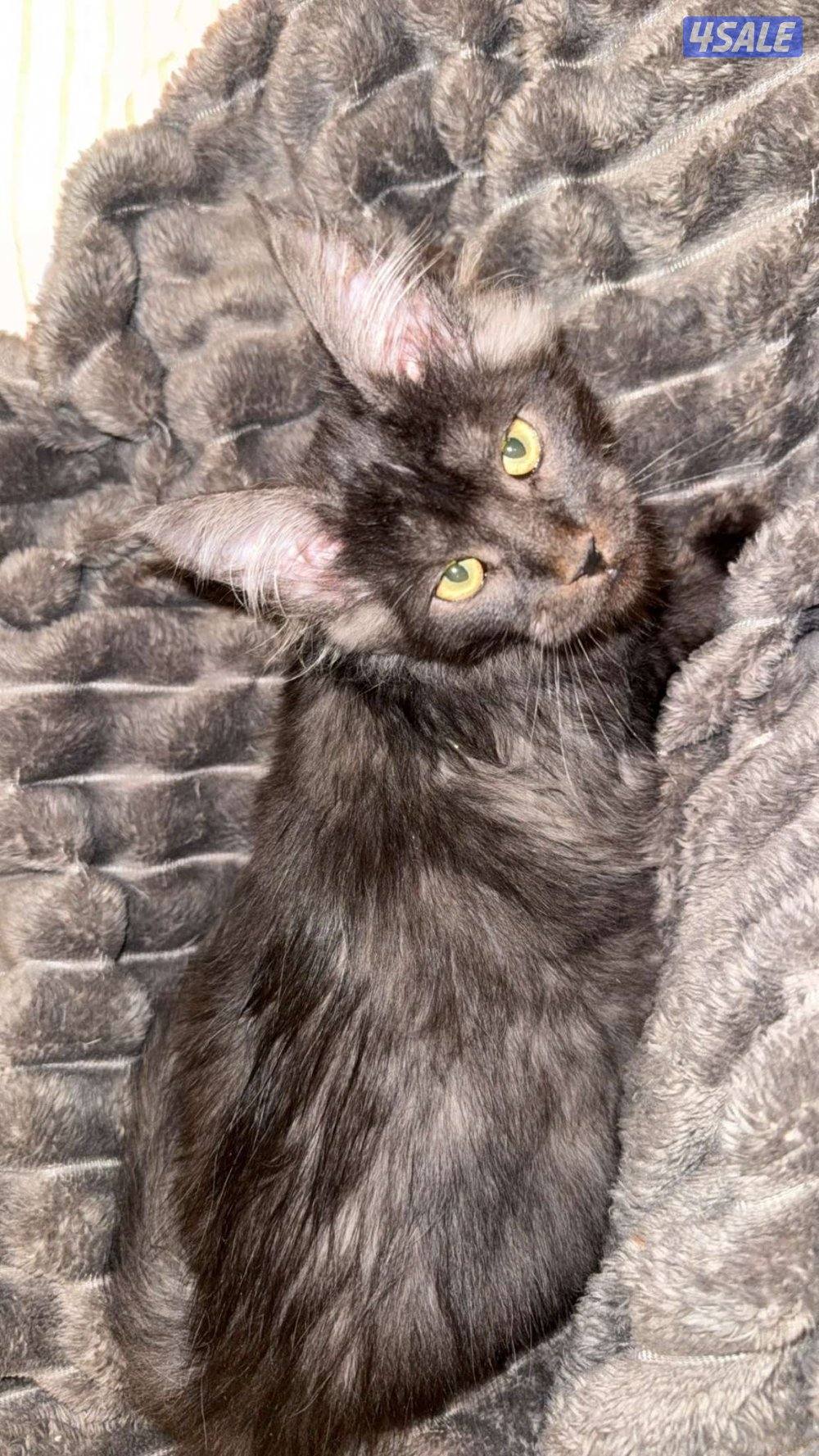 ٤ قطط ماين كون بيور0