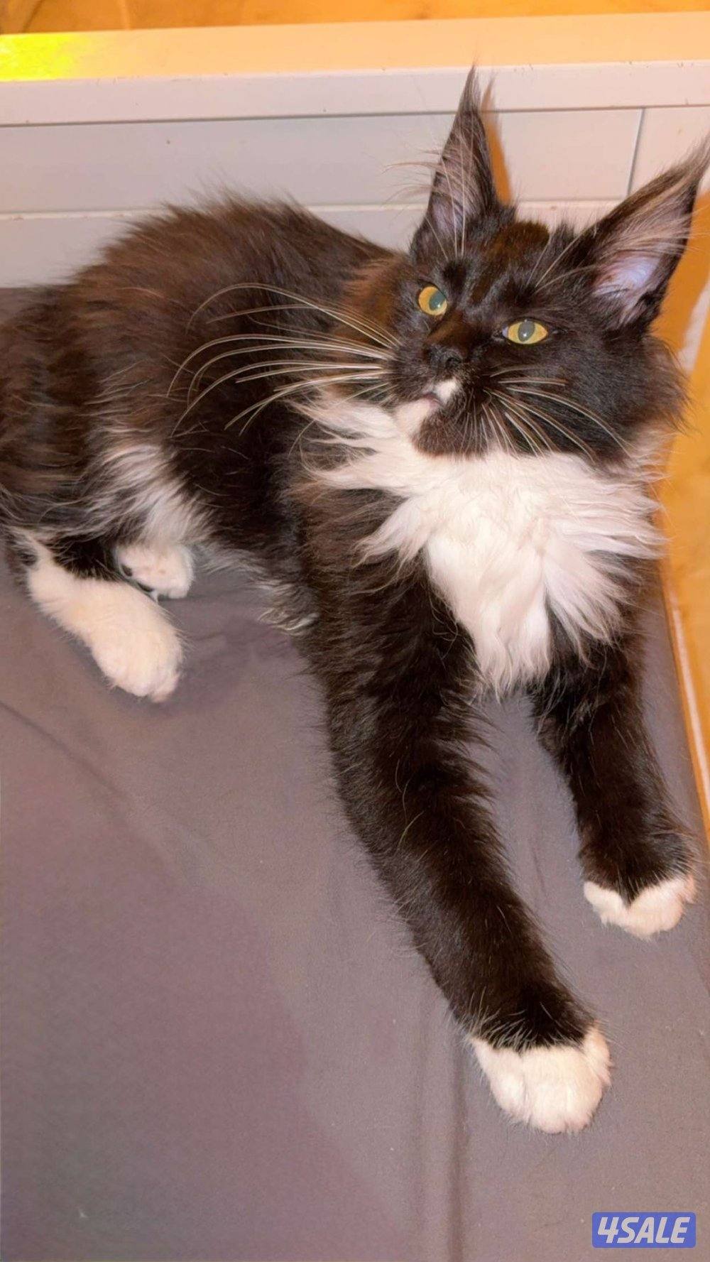 ٤ قطط ماين كون بيور1