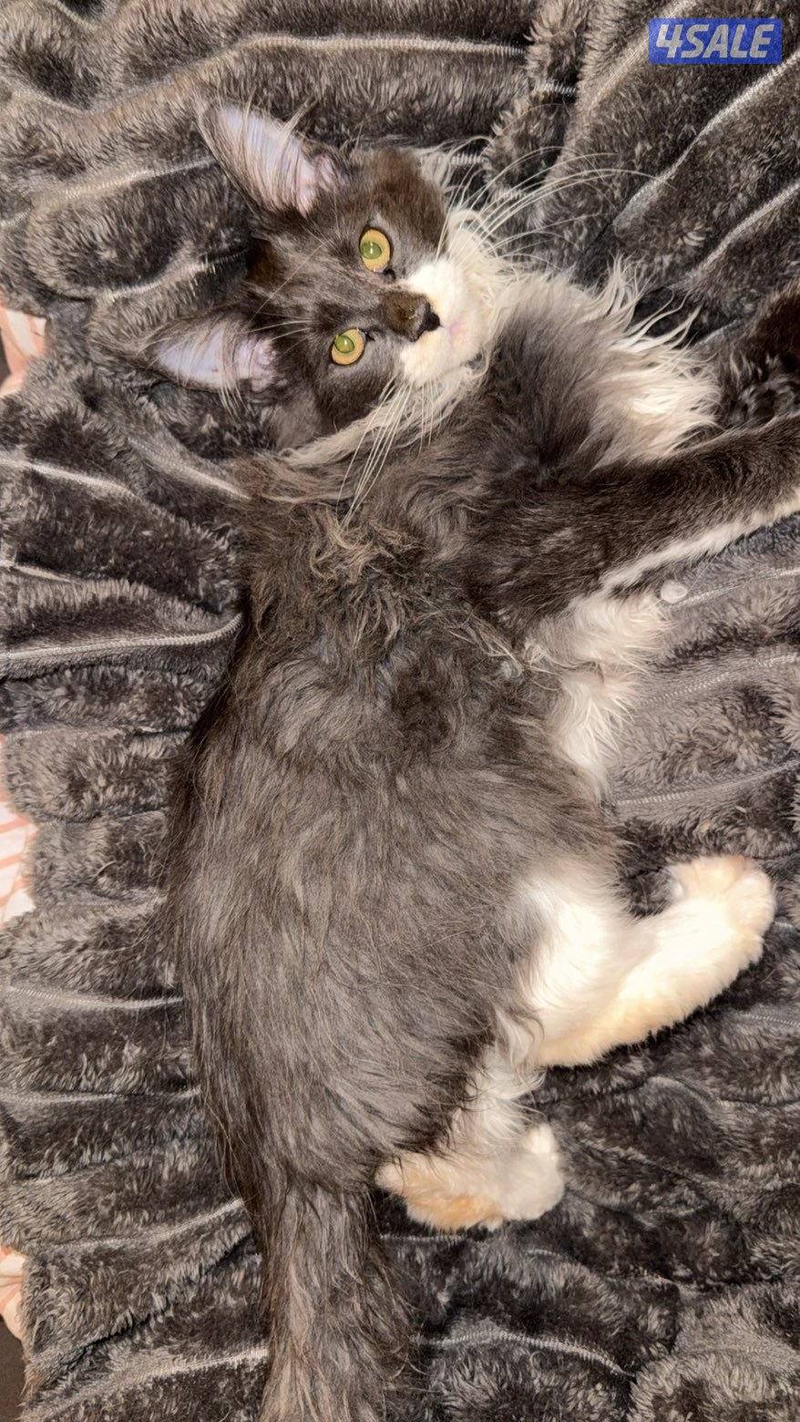 ٤ قطط ماين كون بيور2