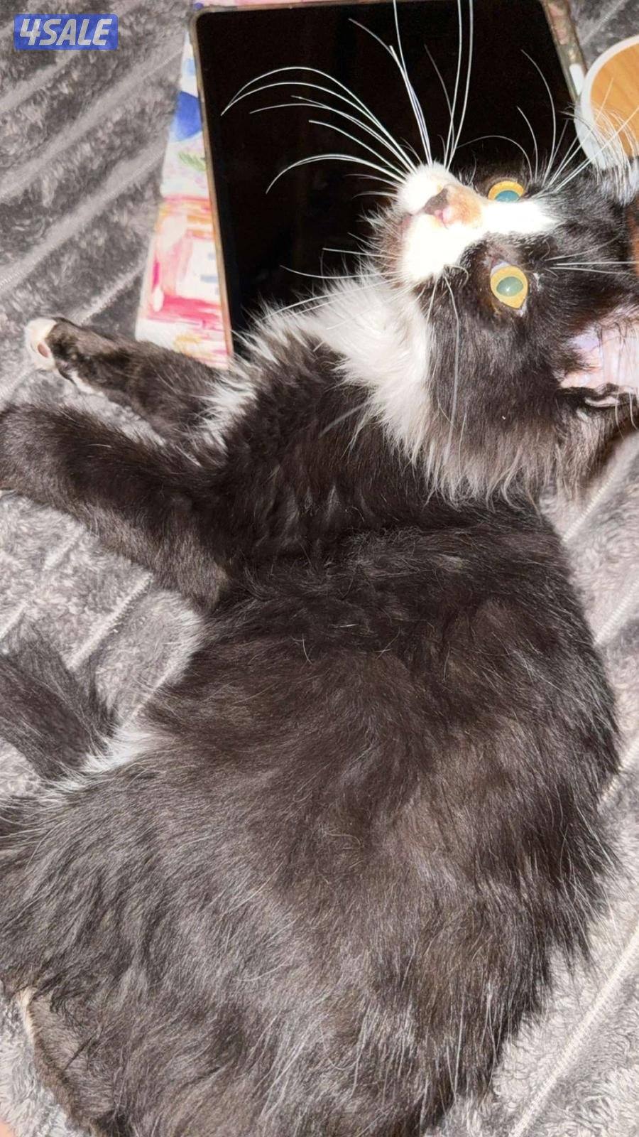 ٤ قطط ماين كون بيور3