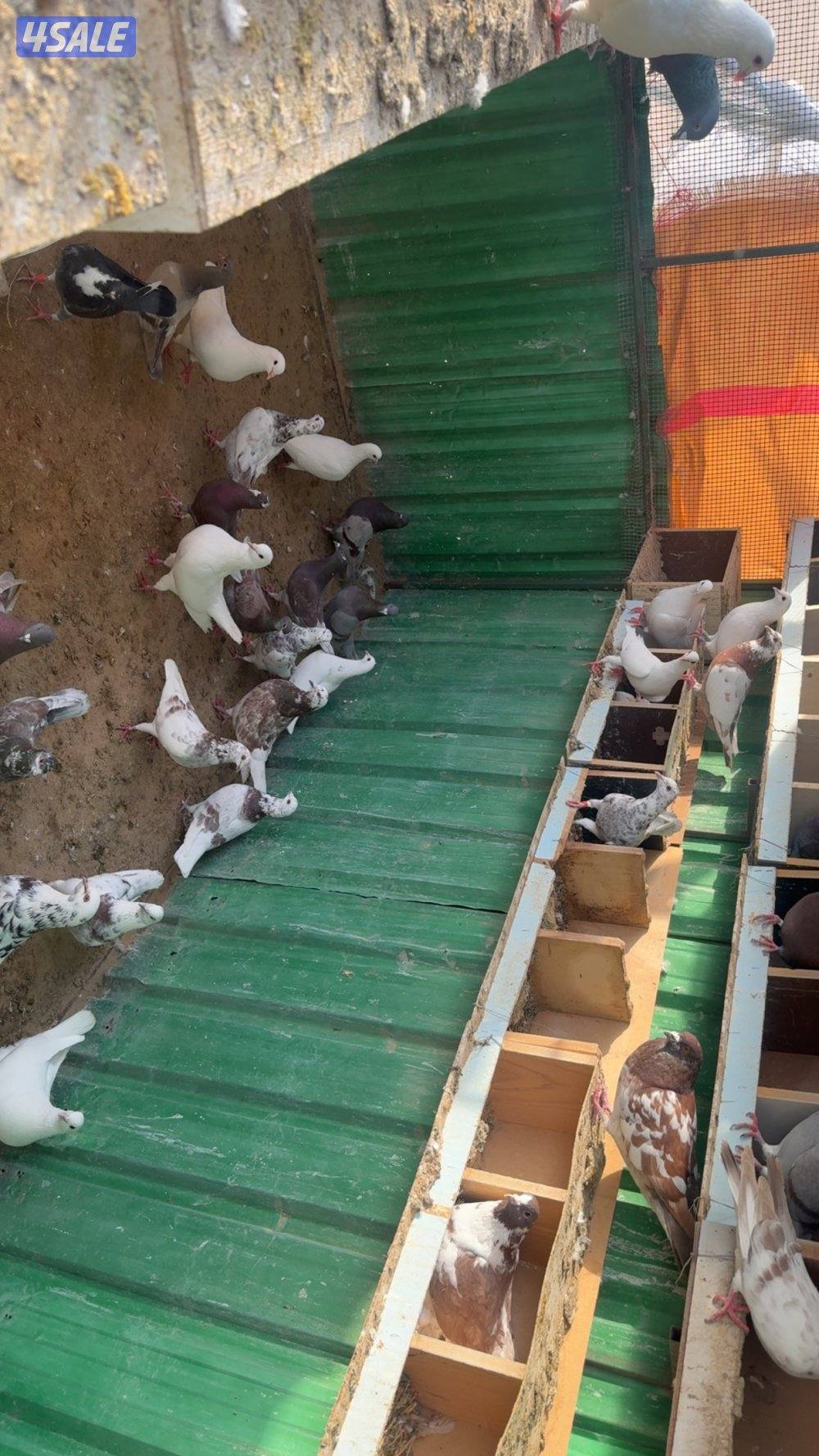 حمام  مخلوط  في   لاحم زاجل لوت دشي دحل   البيع جمله  وليس تفريد0