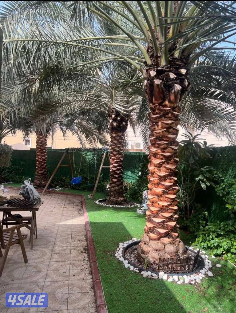 مطلوب نخل كبار 3 او 4 متر0