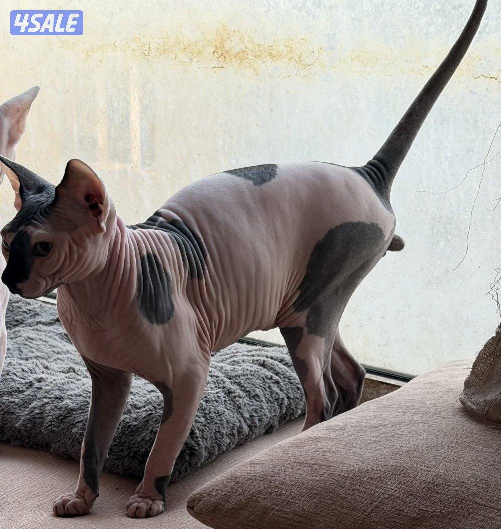 للبيع قط نوع سفينكس مطعم العمر عشر شهور ذكر للتواصل واتساب0