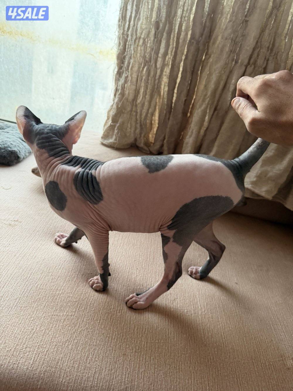 للبيع قط نوع سفينكس مطعم العمر عشر شهور ذكر للتواصل واتساب4