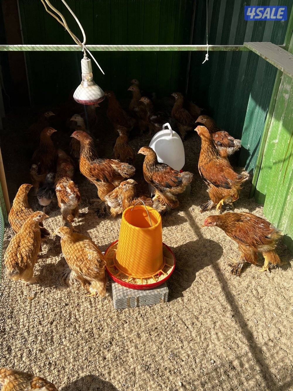 للبيع فروخ براهما حرق الاسعار0