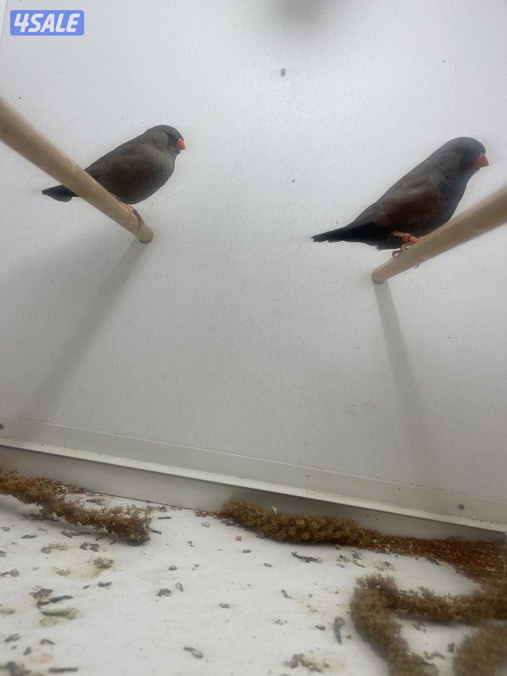 مبارك الكبير0