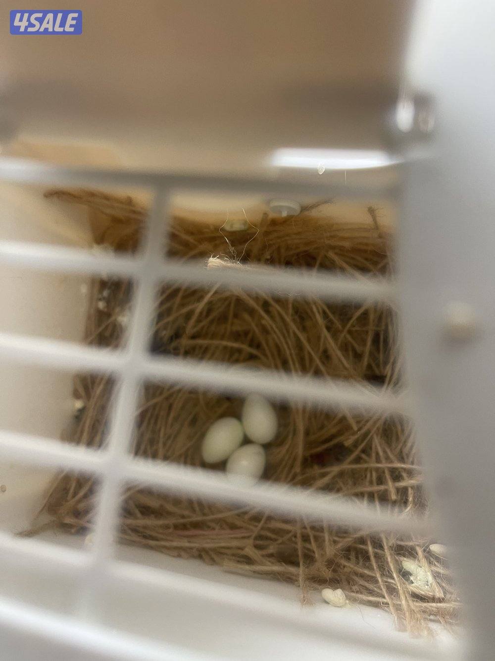 مبارك الكبير1