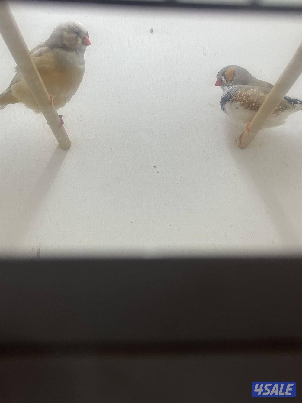 مبارك الكبير2