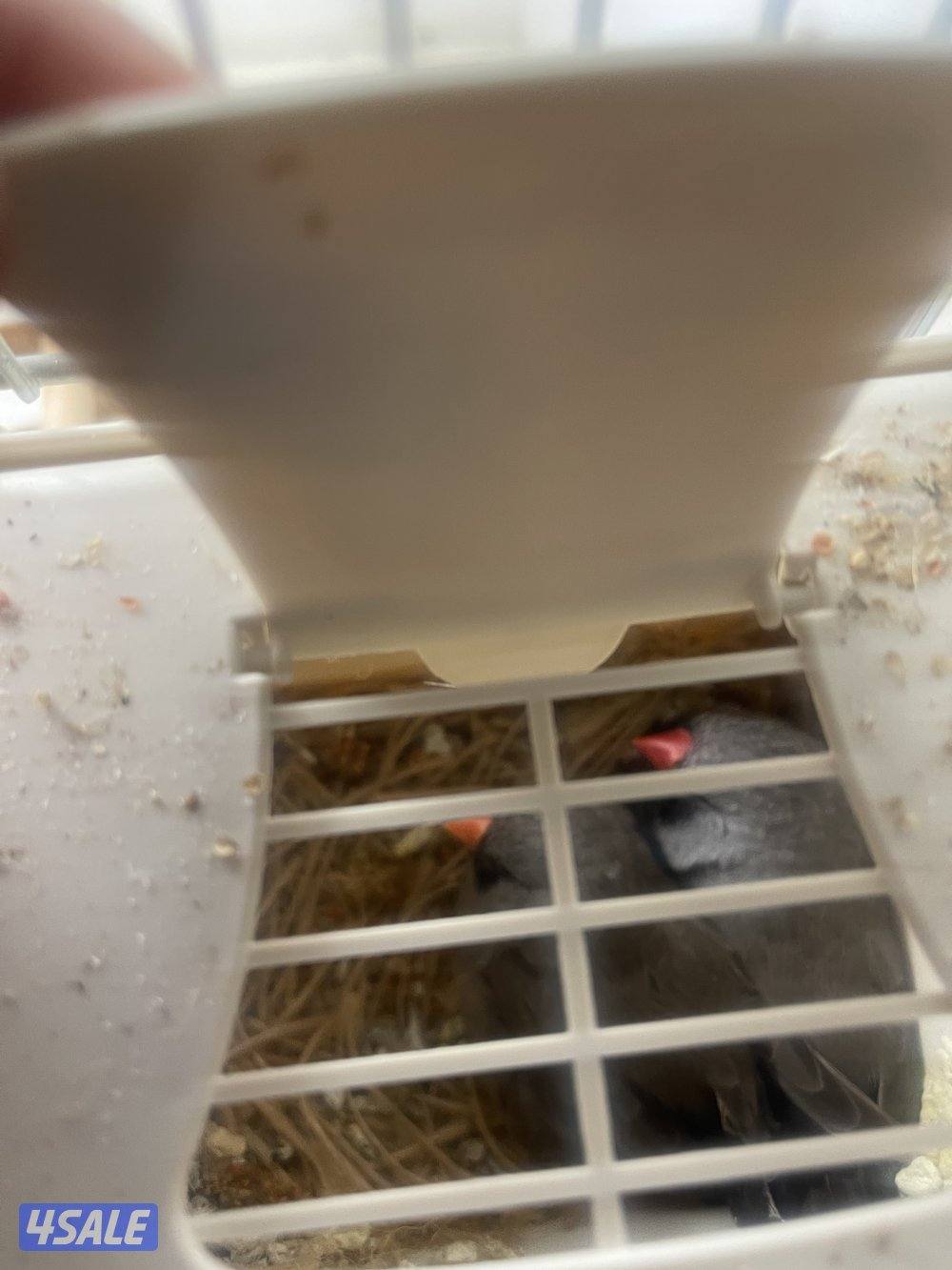 مبارك الكبير3