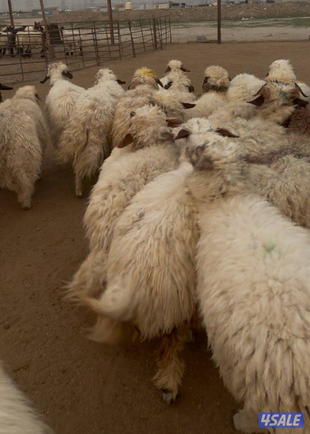 ذبايح نعيمي محلي وشفالي جميع الاعمار1