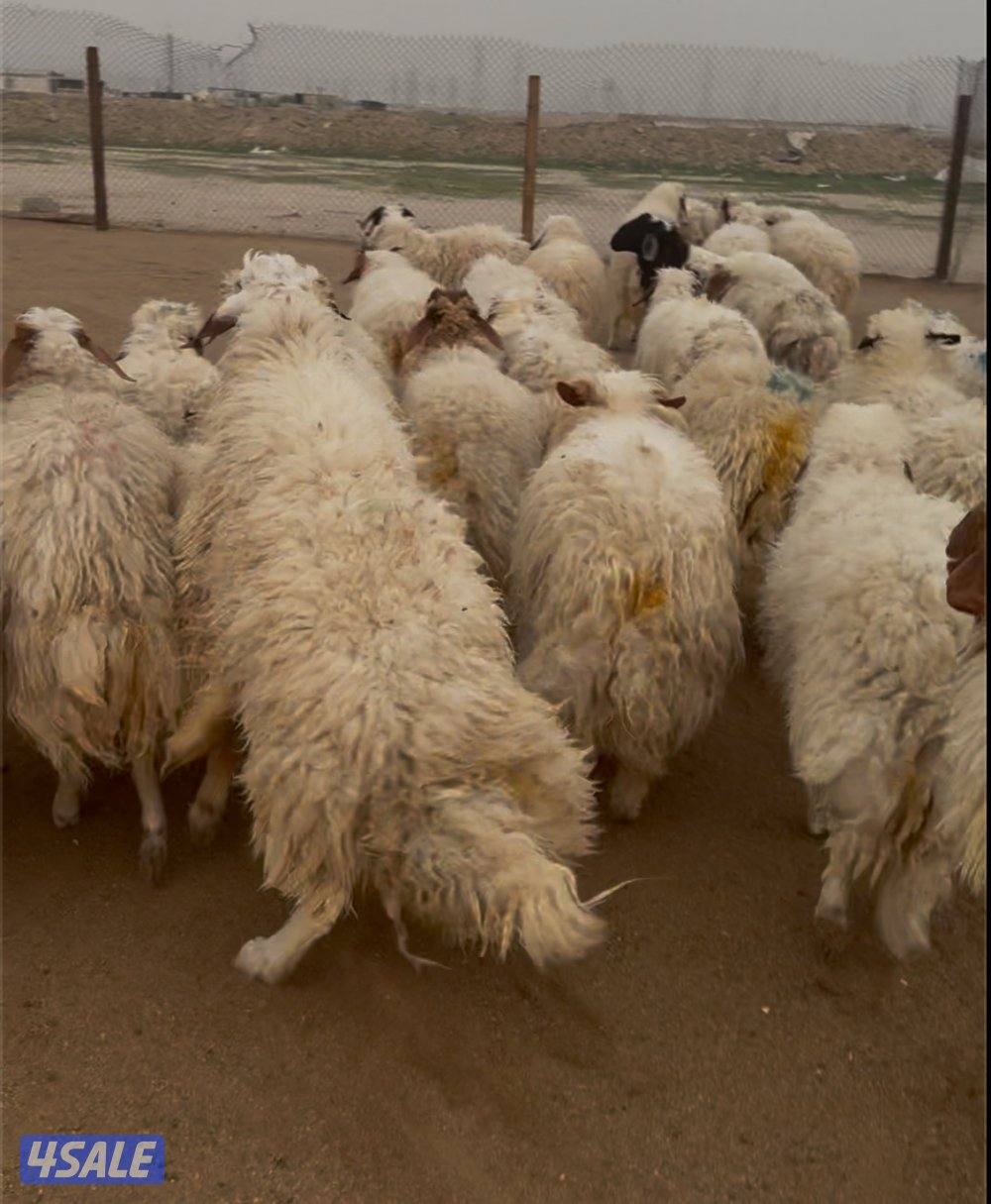 ذبايح نعيمي محلي وشفالي جميع الاعمار2