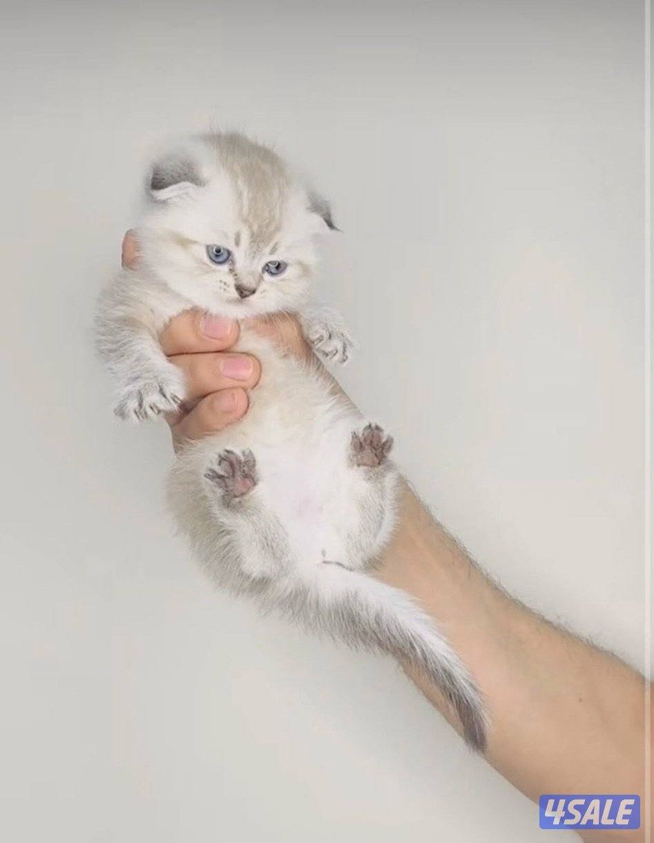 سكوتش شورت هير ،،،اقزام،،،التوصيل خلال ساعه ،،، بيووووور0