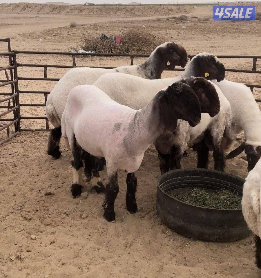 جز صواف اغنام + تغليم اظافر0