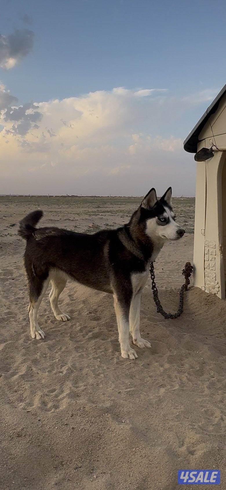 نثيه هاسكي0