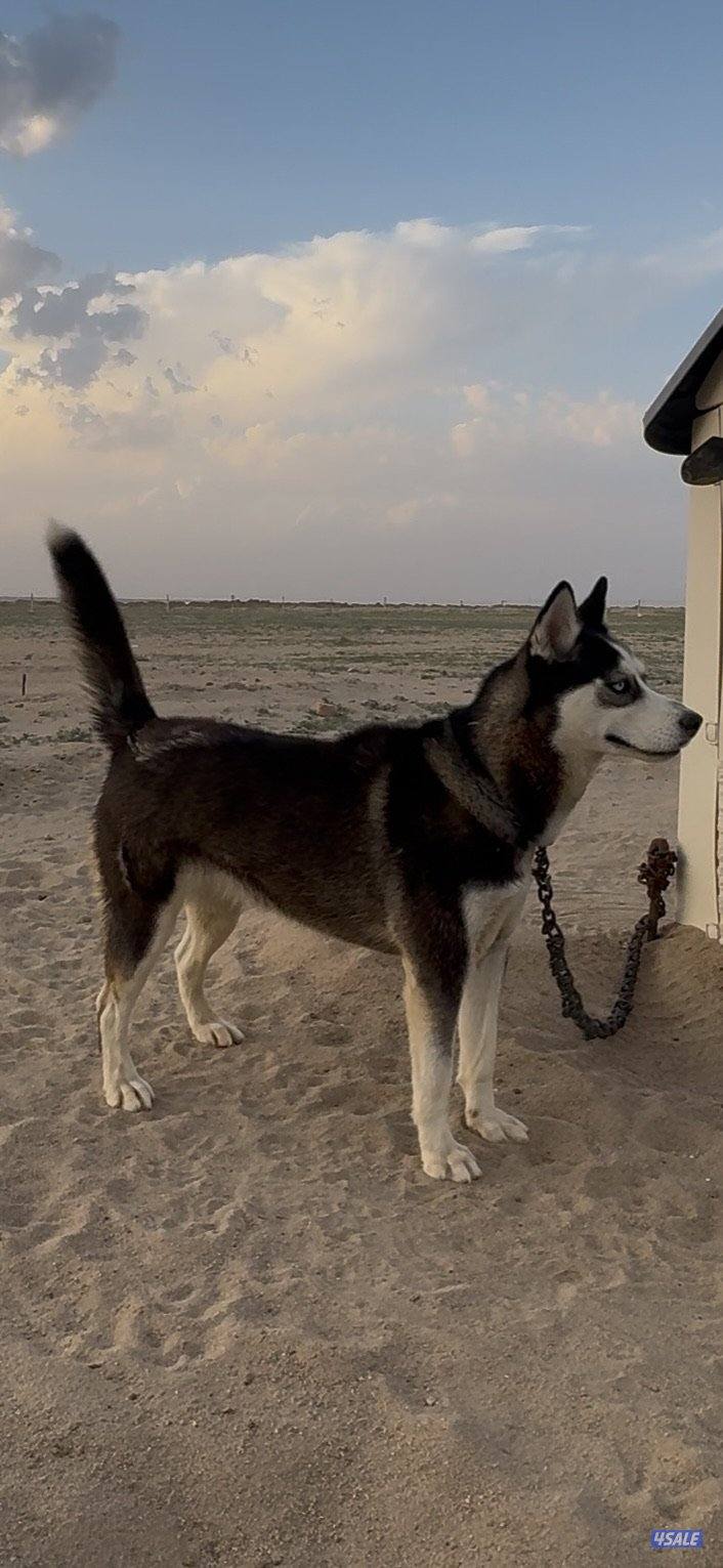 نثيه هاسكي1