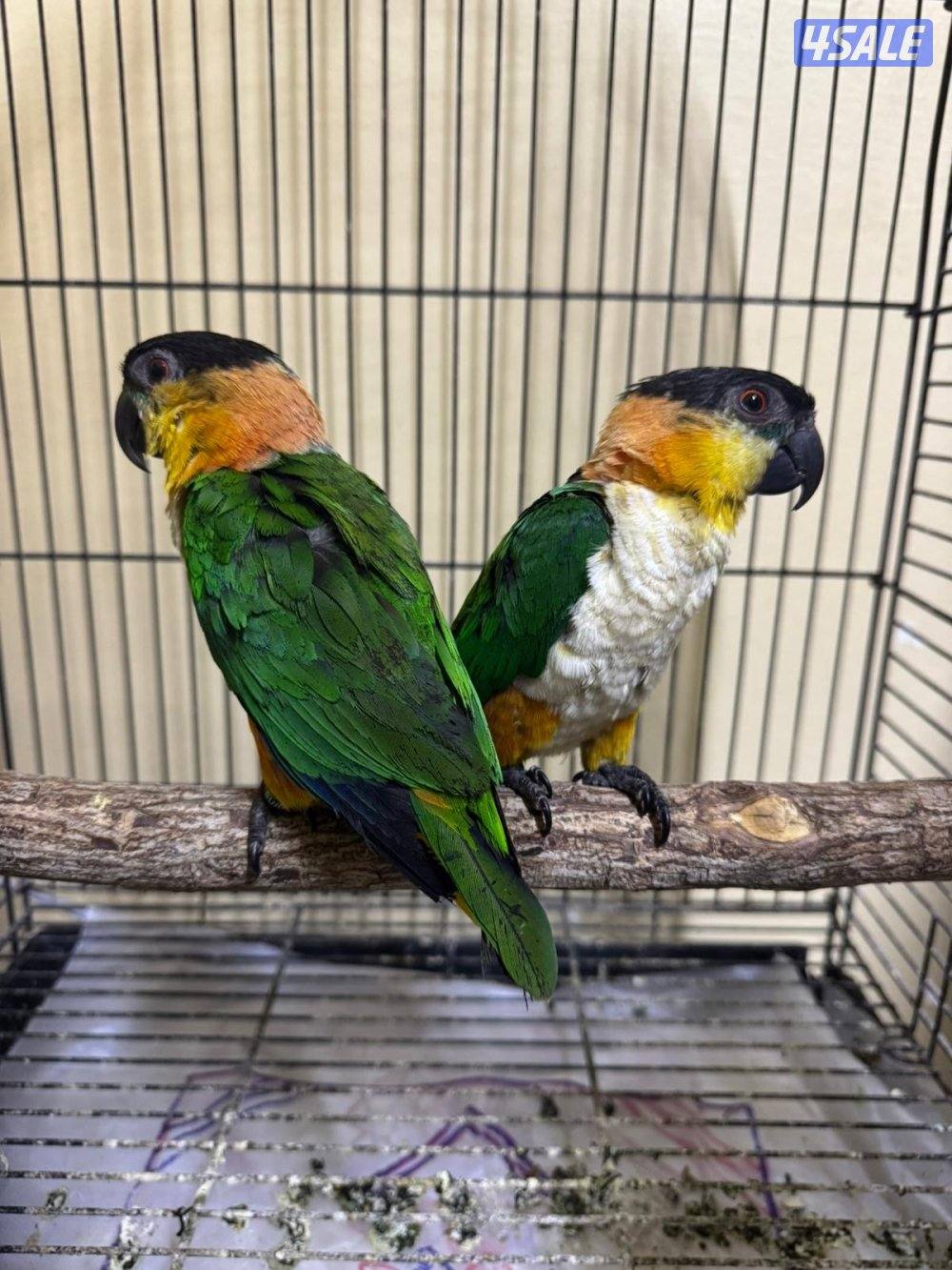 للبيع زوج كايك بلاك هد0