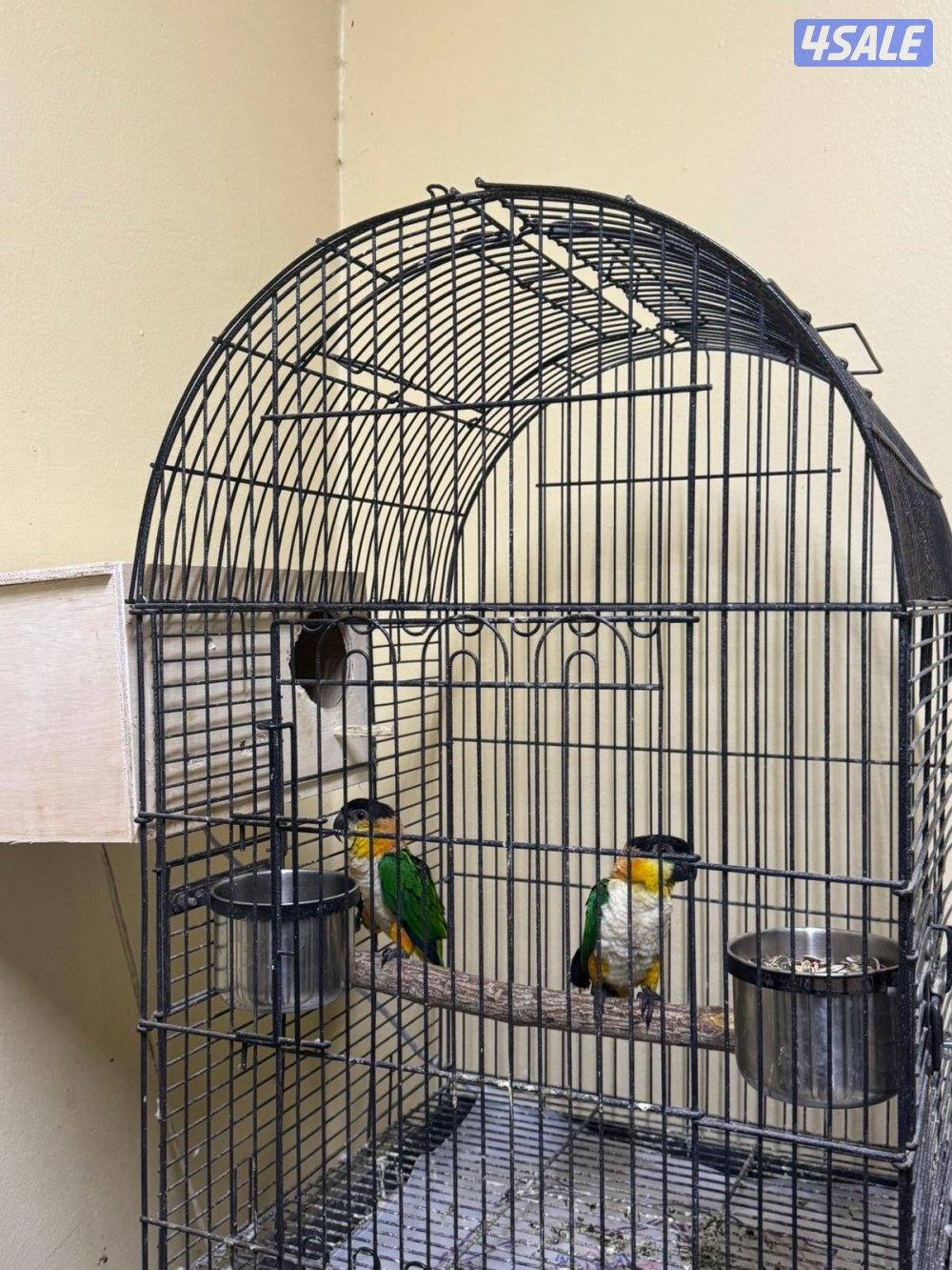 للبيع زوج كايك بلاك هد1