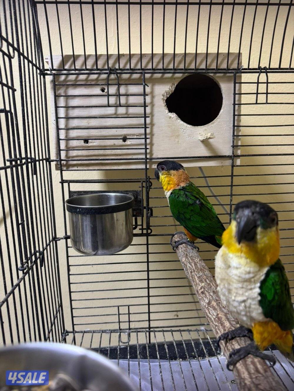 للبيع زوج كايك بلاك هد2