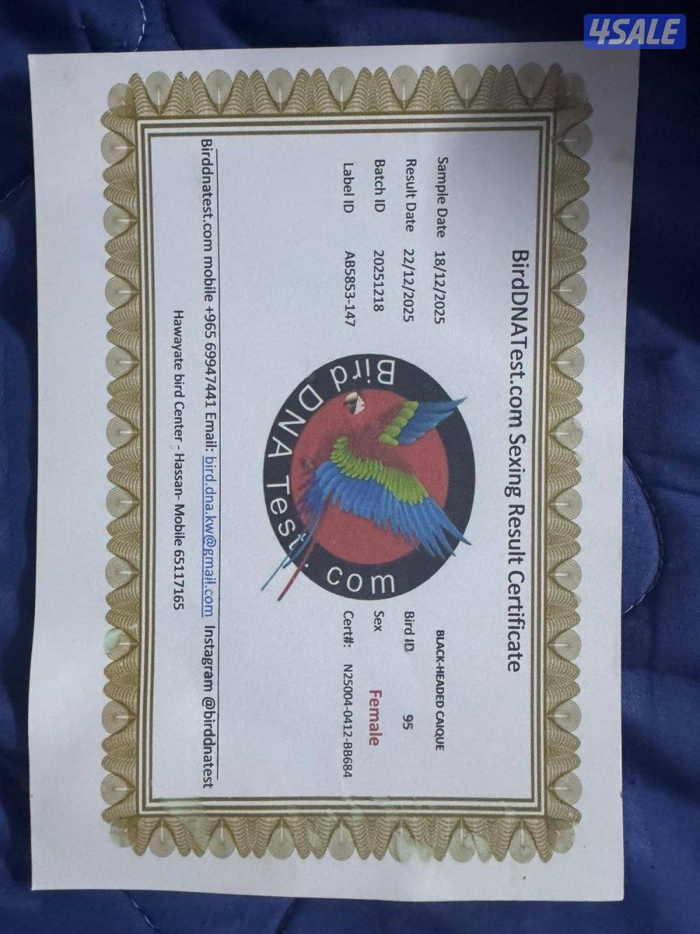 للبيع زوج كايك بلاك هد3