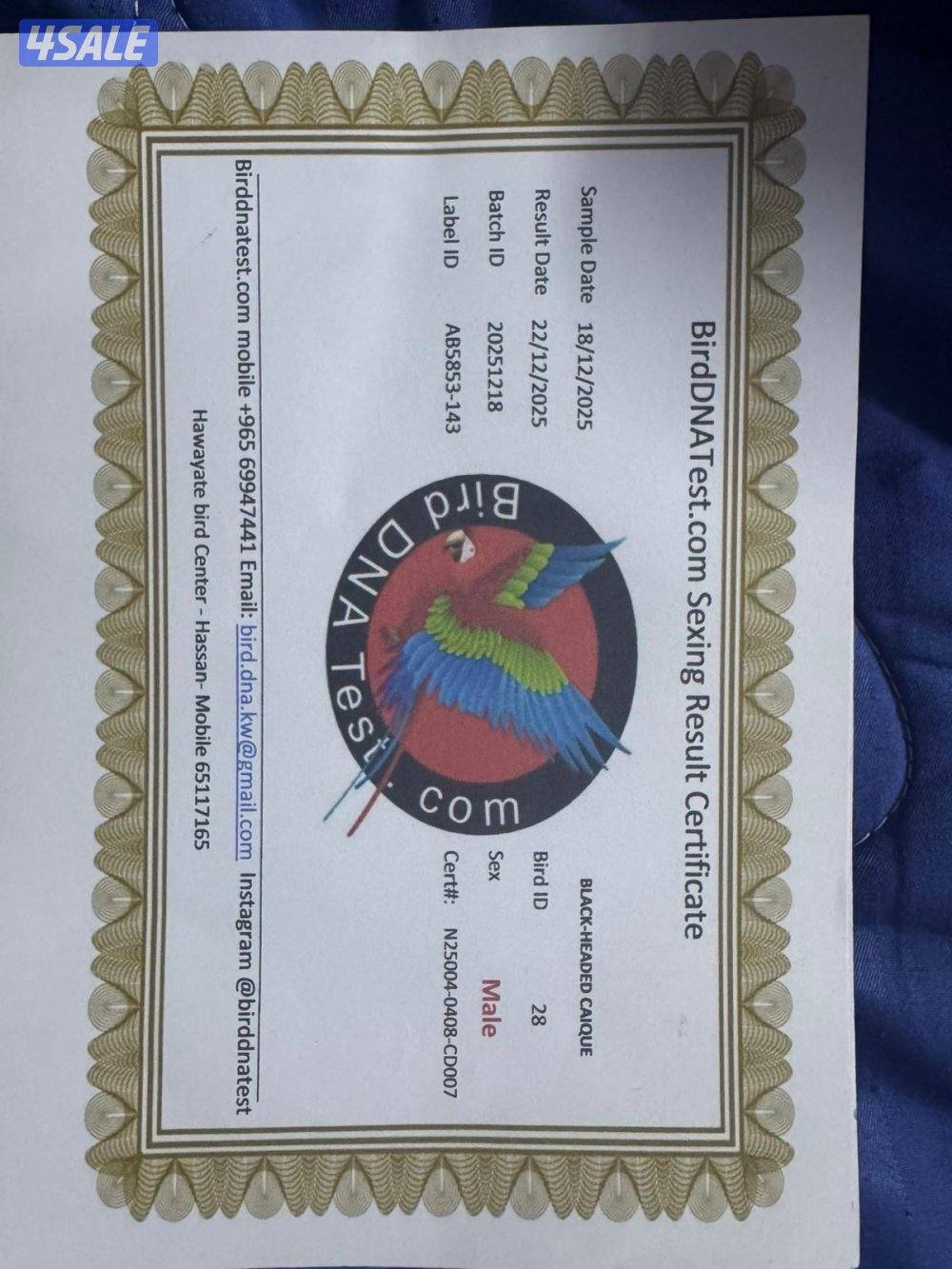 للبيع زوج كايك بلاك هد4