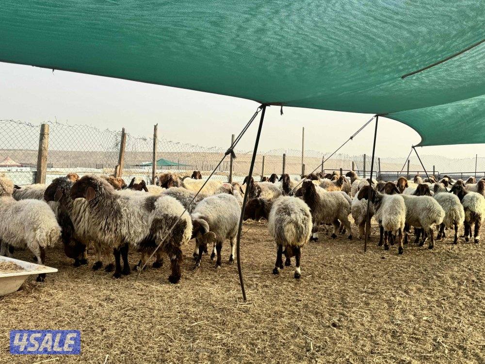 غنم نعيم. معها ٤ فحول0