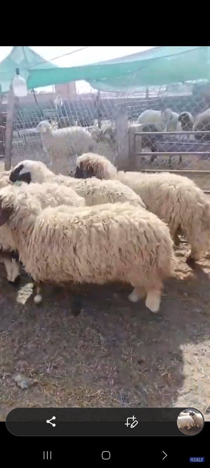 طليان طيبه تربيه الكويت لجميع المناسبات شفالي ونعيمي0