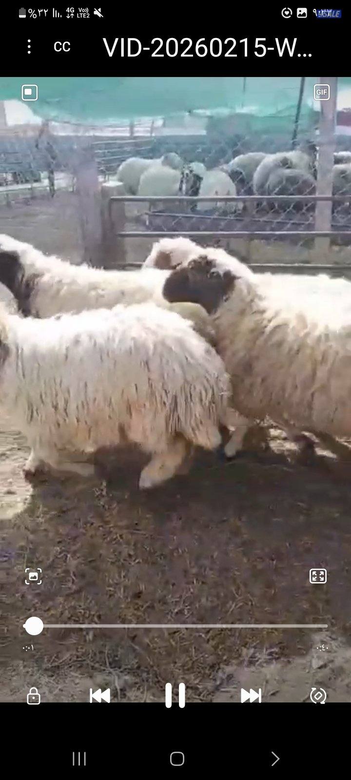 طليان طيبه تربيه الكويت لجميع المناسبات شفالي ونعيمي1