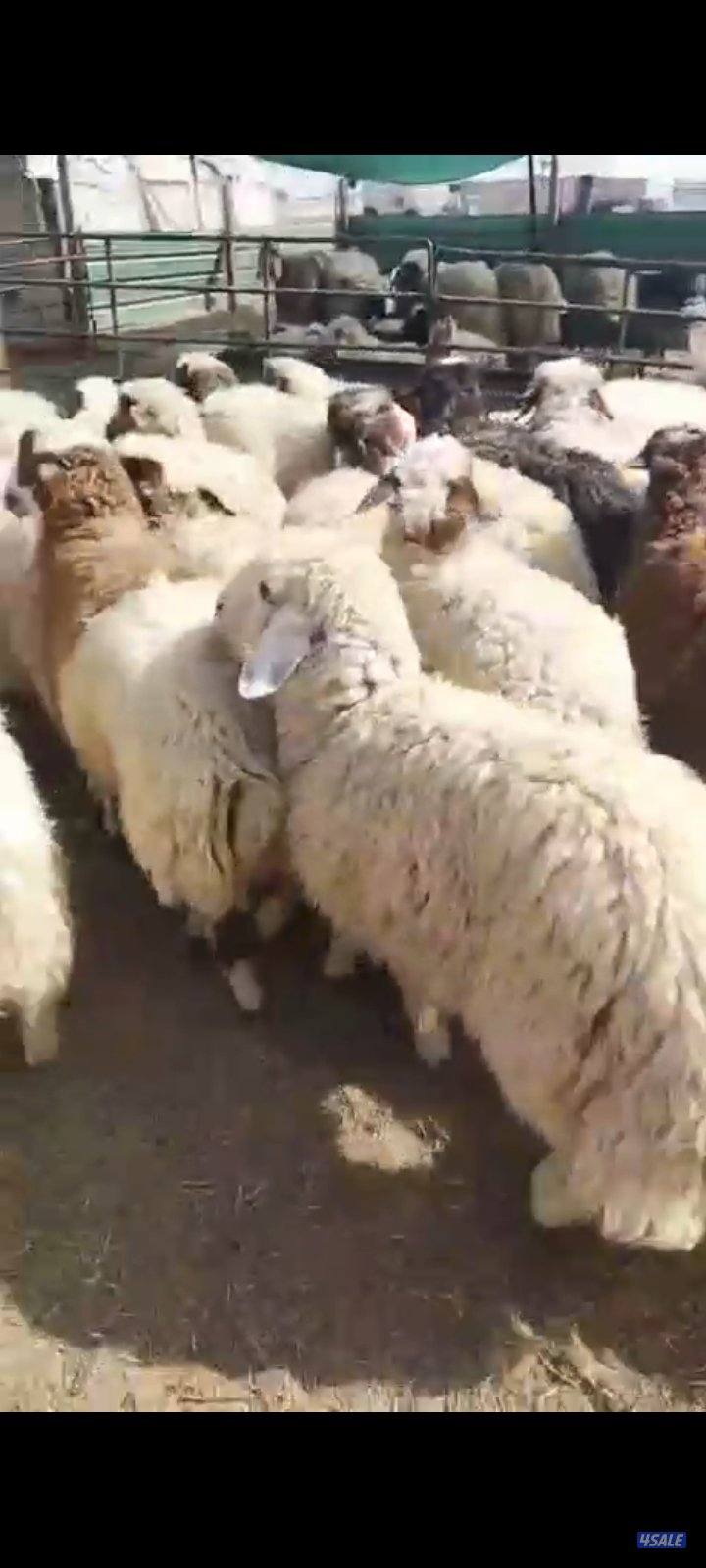 طليان طيبه تربيه الكويت لجميع المناسبات شفالي ونعيمي3