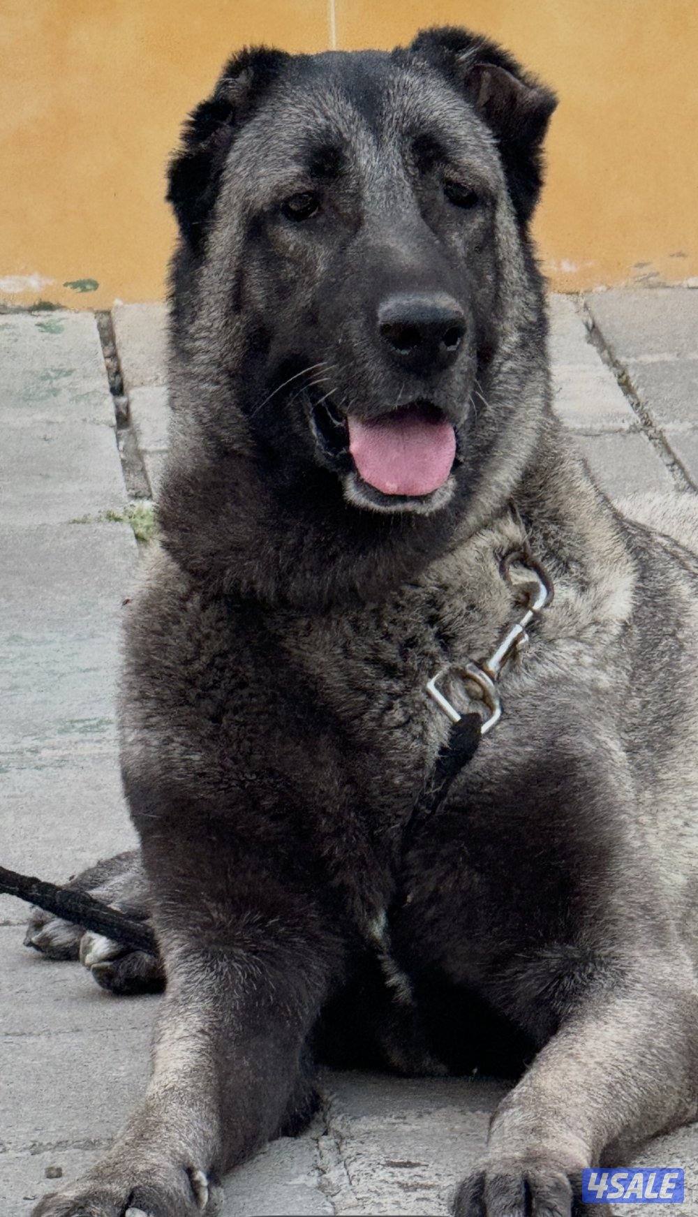 زوج كنقال خوارج0