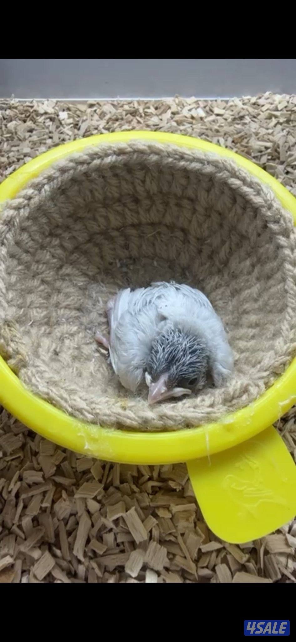 للبيع فرخ بلبل سلفر عمره ١٠ ايام وبصحه ممتازه0