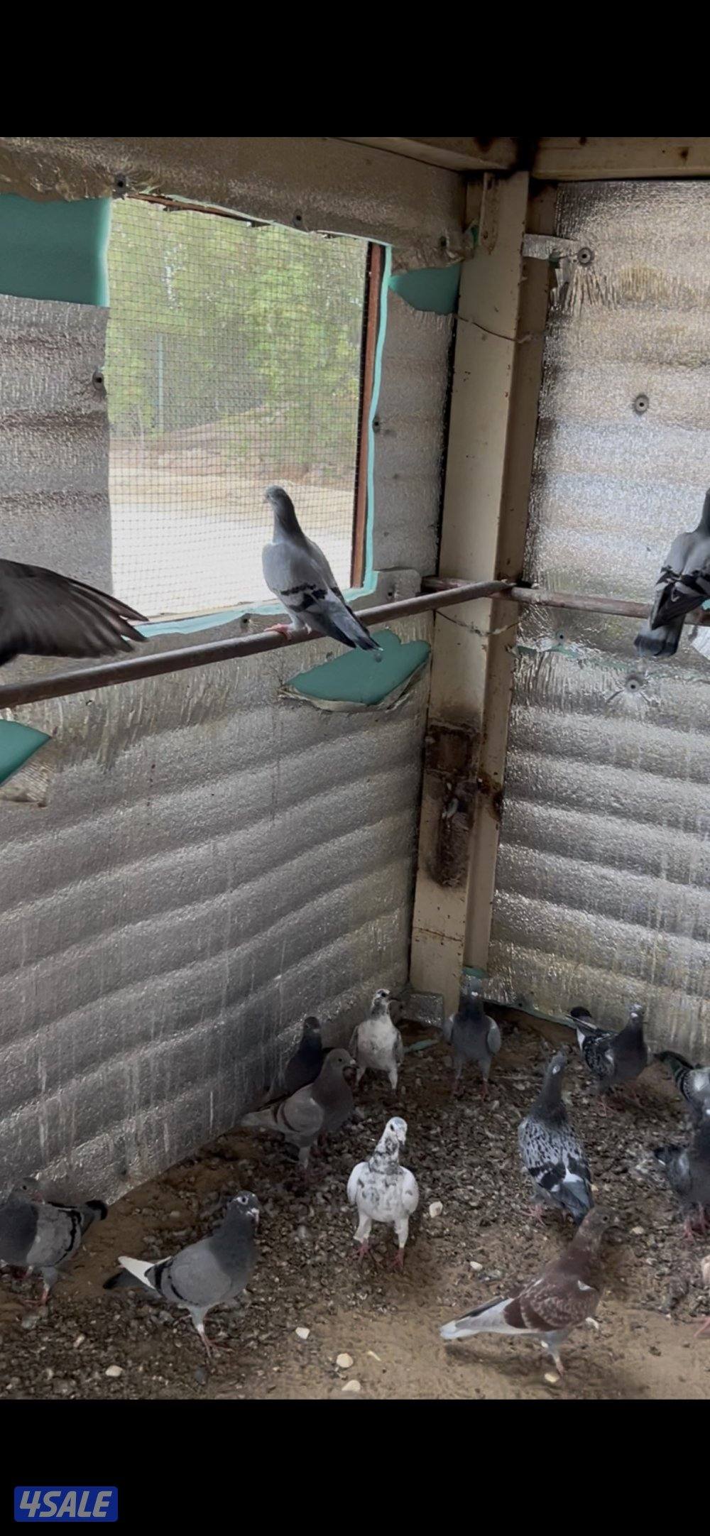 للبيع طبات زاجل0